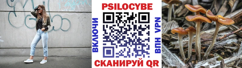Псилоцибиновые грибы Psilocybe  Судогда 